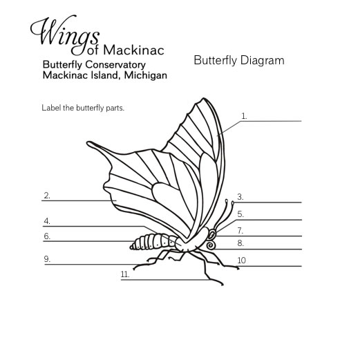Wings of Mackinac