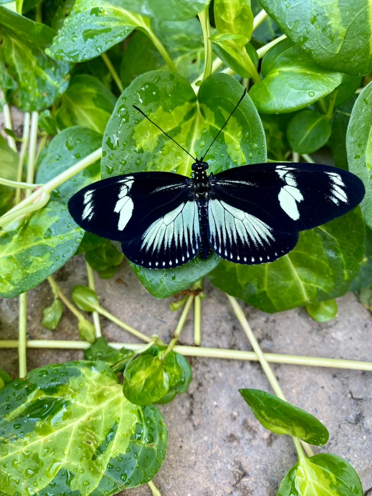 Butterfly-5
