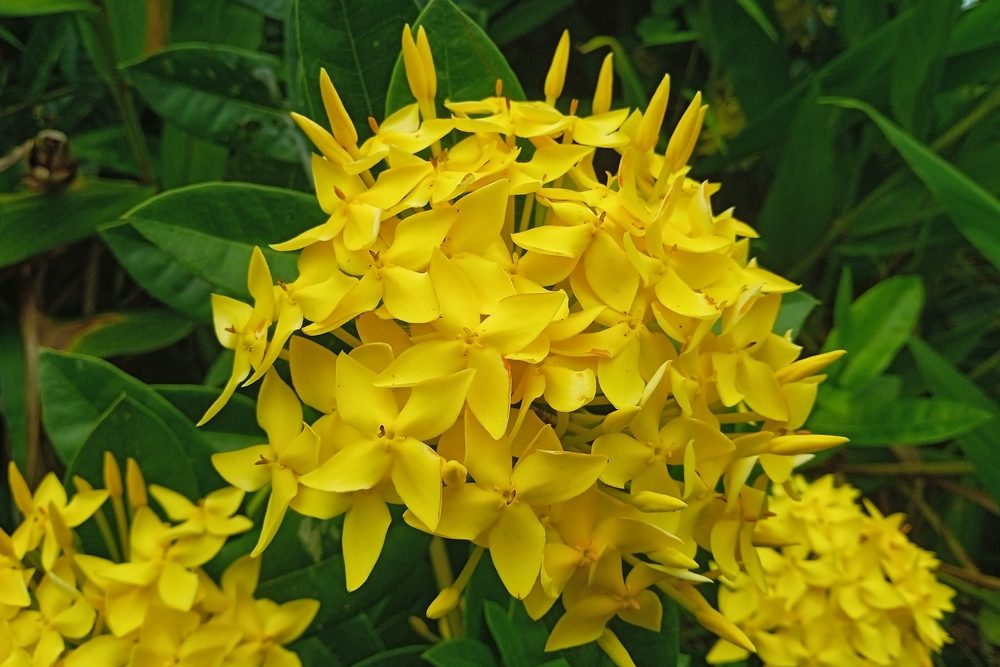 The,Yellow,Pentas,Flower,(pentas,Lanceolata),Is,Really,Beautiful.,Indonesia,